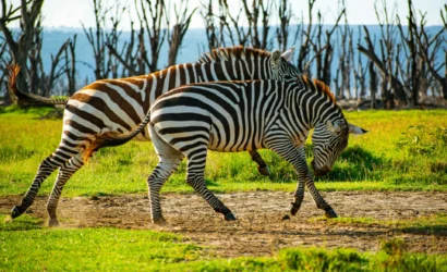 Lake Nakuru National Park 22
